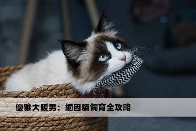 優雅大暖男：緬因貓飼育全攻略