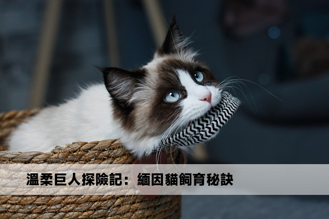 溫柔巨人探險記：緬因貓飼育秘訣