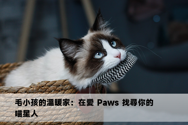 毛小孩的溫暖家：在愛 Paws 找尋你的喵星人